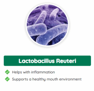 Lactobacillus Reuteri