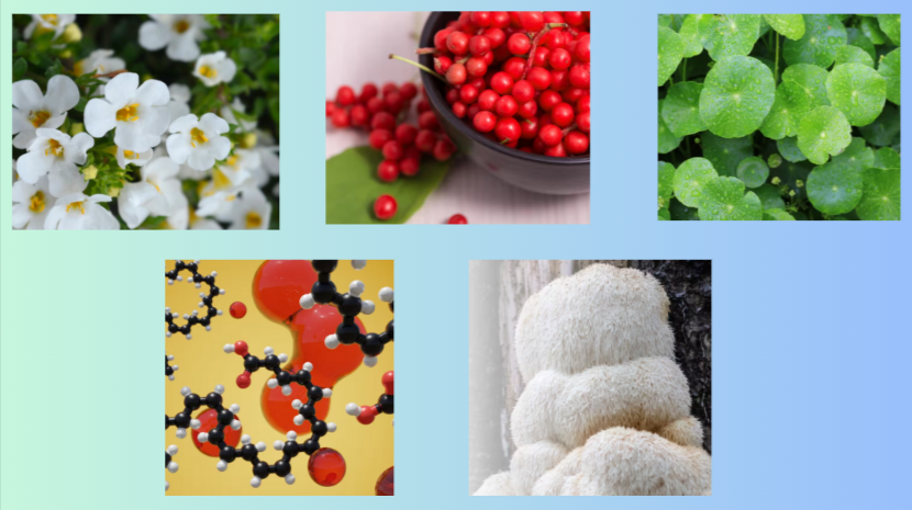 CogniSurge Ingredients