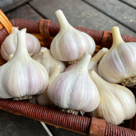 Garlic Bulb