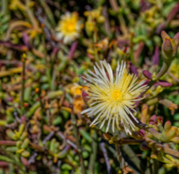 Kanna (Sceletium tortuosum)
