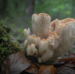 Lion's Mane
