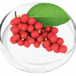 Schisandra