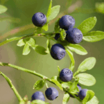 Bilberry-Extract 