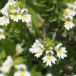 Eyebright-Herb-Powder