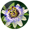 Passionflower (1)