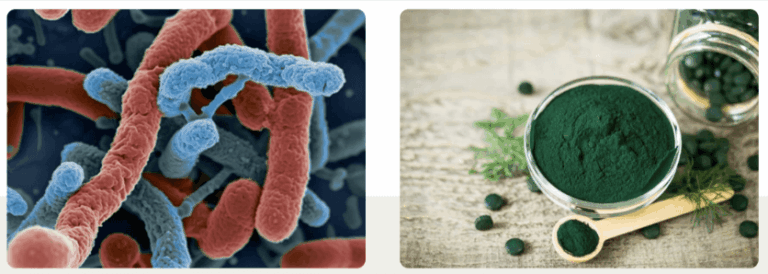 SNAP Gut Health + Spirulina science