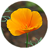 california-poppy (1)