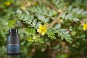 Barrenwort (Horny Goat Weed)