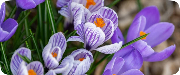 Crocus sativus