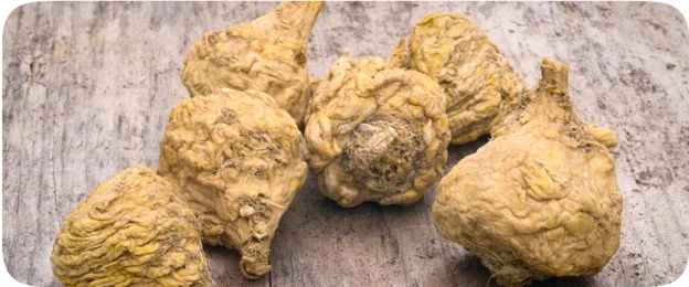 Extrait de racine de maca