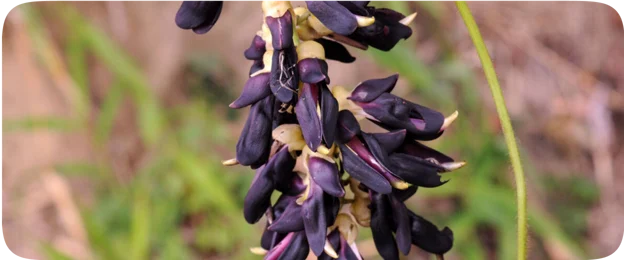 Mucuna pruriens