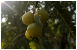 glucotrust_bites_ingredient_4