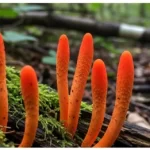 ingredient_1 glucotrust bites