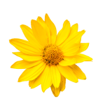 Arnica Oil