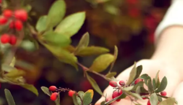 Berberine, Berberine Max+