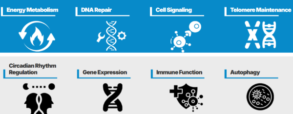 GenuinePurity Nicotinamide Riboside benefits