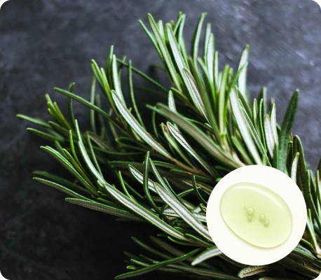 Rosemary Oil