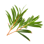 Tea tree essential oil