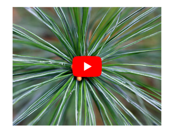 Saw Palmetto for Prostate Health