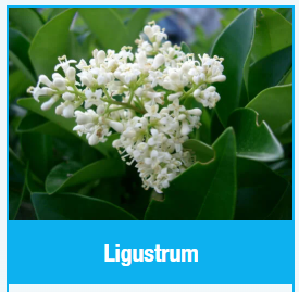 Ligustrum