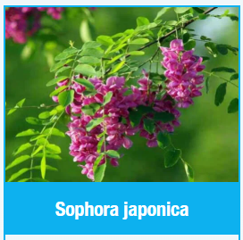 Sophora japonica