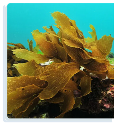 Ecklonia Cava Extract