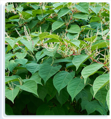 Japanese Knotweed