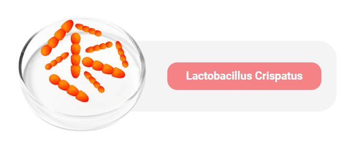Lactobacillus - Crispatus