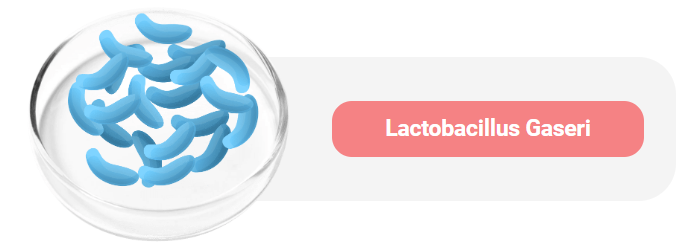 Lactobacillus - Gasseri