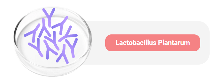 Lactobacillus - Plantarum