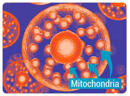 Mitolyn mitochondria