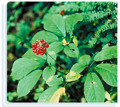 Panax Japonicus