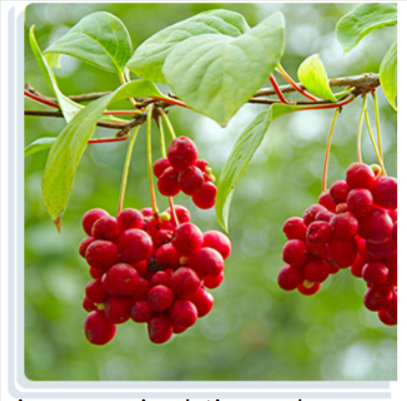 Schisandra -