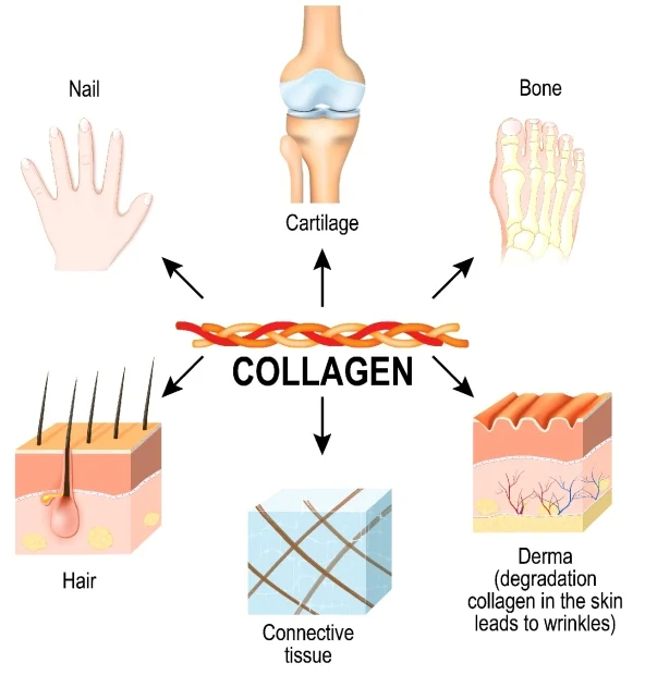 Native Path Liposomal Vitamin C benefits