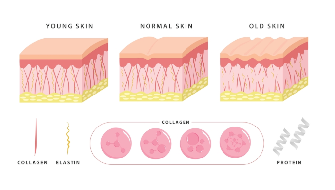 Nativepath Skin Renewal benefits
