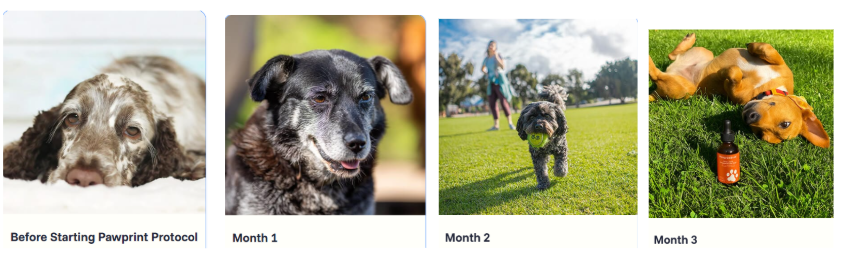 PawPrint Protocol Just a Week