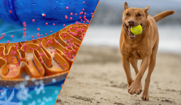 PawPrint Protocol week 1