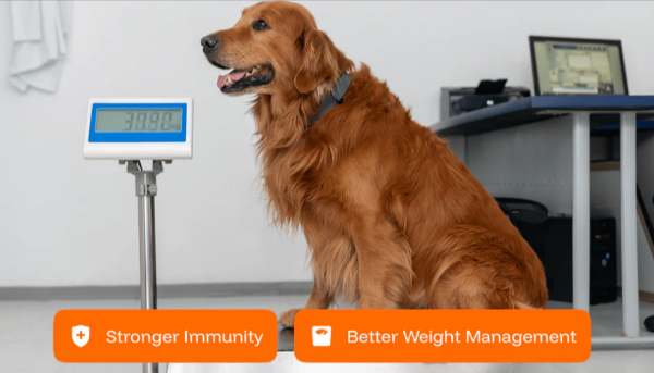 PawPrint Protocol week 4