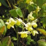 epimedium
