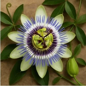 Passionflower