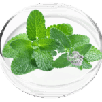 peppermint