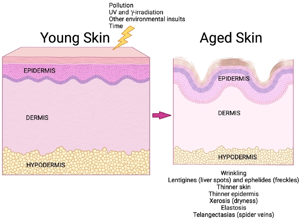 HydraLyft Collagen Face Mask - young and aging skin