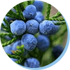 Lutein