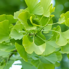NeuroPrime - Ginkgo Biloba