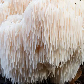 NeuroPrime - Lion’s Mane Mushroom