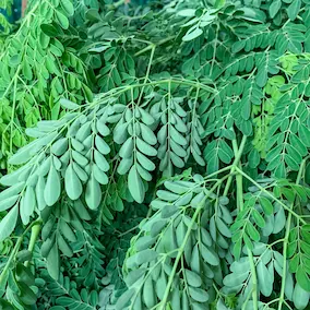 NeuroPrime - Moringa