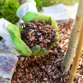 NeuroPrime - Pine Bark Extract