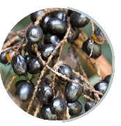 Saw Palmetto