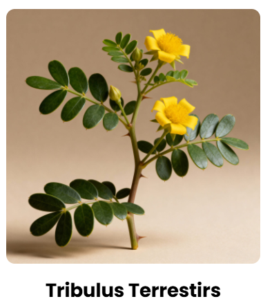 Tribulus Terrestris