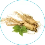 Asian Ginseng